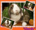 Unser Charlie sucht ein liebes neues Zuhause.