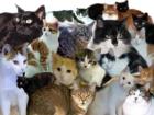 Liebevolle Katzenbetreuung in ganz Bln auch kurzfristig möglich