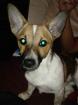 Jack Russell- Spitz Mischlingsmädchen Lotte sucht liebevolles Zuhause.