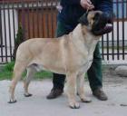BULLMASTIFF Full House HELLBOY - ein prachtvoller anerkannter Deckrüde