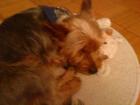 2 Jahre alter Yorkshire-Terrier m kastriert