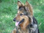 Soll ich meine Hunde impfen