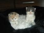 Perser-Norweger Babys