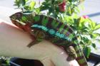 Pantherchamäleons - Furcifer pardalis ambilobe NZ 07/10