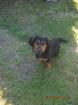 Kinderlieber Dackel-Terrier- Mischling 11 Monate alt