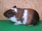 Cuys Cuy Cuyes Riesenmeerschweinchen