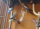 Handzahmes Nymphensittich-Pärchen sucht neues Zuhause