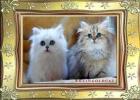 Zauberhafte Perserbabys mit Nase Langhaar Papiere Chinchilla Silver Golden
