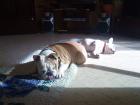Engliche bulldogge