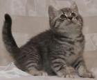 BKH Wihskas Kitten