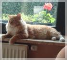 Eragon sucht liebe Schmuser