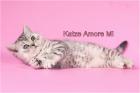 Prächtige BKH Kitten mit Papieren