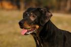 Dobermannmix Chilly 13 Monate