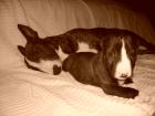 MINIATUR BULLTERRIER