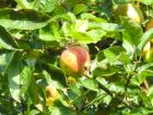 Ökologische Gartenpflege Obstbaumschnitt Ziergehölzschnitt und Beratung in all