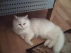 Suche reinrassigen Perserkater für weisse Perserdame zum Decken