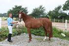 Volljährige super schicke Dressurstute