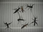 Eurycantha calcarata Dorngespenstschrecke
