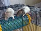 Süße putzmuntere Rattenbabys suchen ein neues liebevolles Zuhause