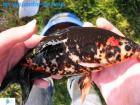 Biotop. - u. Teichfische Koikarpfen direkt vom Züchter