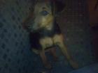 Jagdterrier Hündin