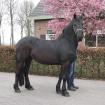 Schicker braver Friesen