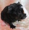 2 US-Teddy Meerschweinchenbabys - DRINGEND neues Zuhause