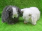 2 Ostehasen Teddywidder suchen einen super Platz