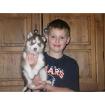 Veir Siberian Husky Welpen geb. am 30. 01. 2022