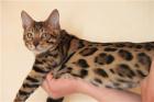Bengalkatzen Bengalkatze