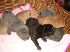 Shar-pei schöne Welpen