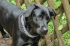 VERMISST - Wir suchen verzweifelt unsere schwarze Labrador-Mix-Hündin