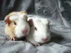 Cuys Riesenmeerschweinchen
