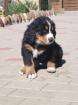 3 Berner Sennen Welpen suchen neuen Wirkungskreis