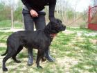 Freundlicher Labrador sucht dringend ein neues Zuhause