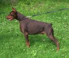 Dobermann Welpen mit Papieren