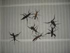 Riesengespenstheuschrecke Eurycantha calcarata