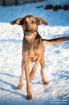 Private Tiervermittlung hat Abgabehunde
