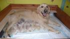 Golden retriever puppies