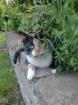 Neyla sucht ein neues liebevolles Zuhause