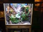 Malachit Stachelleguan Gruppe 1 2 sceloporus malachiticus mit Terrarium 100x60