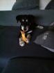 Labrador Husky Mischling -