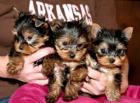 Biete YorkshireTerrier Welpen mit Stammbaum