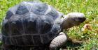 Aldabra babys