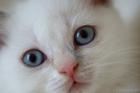 Süße BKH Britisch Kurzhaar lilac-tortie-point-white Katze sucht ein neues Zuha
