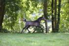 5- jähriger Vollblutaraberwallach Schimmel