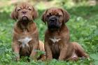 Bordeauxdoggen Welpen mit VDH-Papiere Wurfankündigung