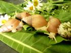 Afrikanische Riesenschnecken - Achatina fulica Vollalbino