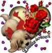 Shih Tzu Westie Malteser Aussie Yorkshire