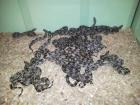 Boa constrictor imperator DNZ April 2022